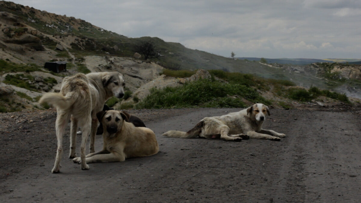 I Am the Dog That Was Always Here, 2013 © Annika Eriksson, Courtesy of Filmform